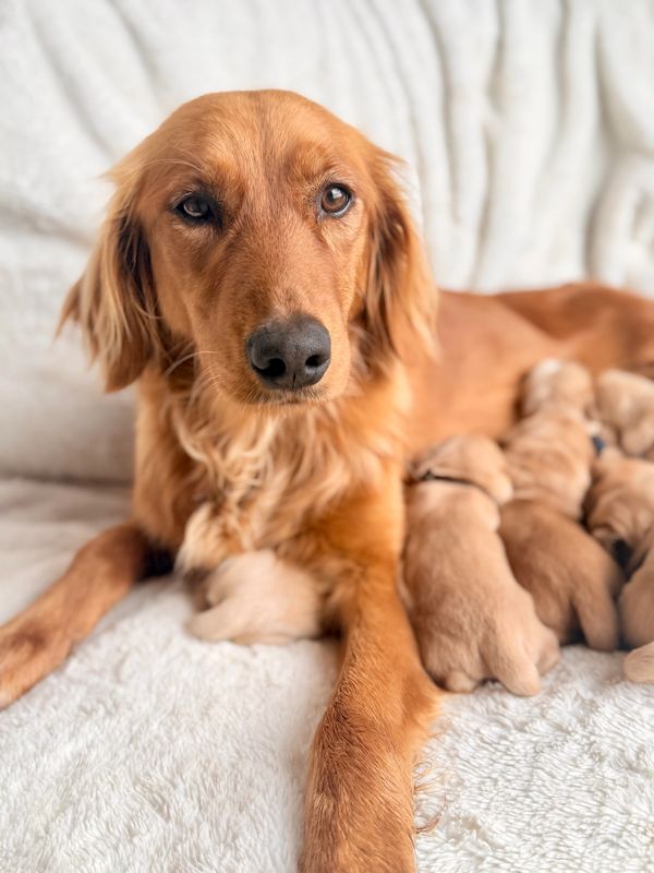 Miniature Golden Retriever Momma and her Puppies