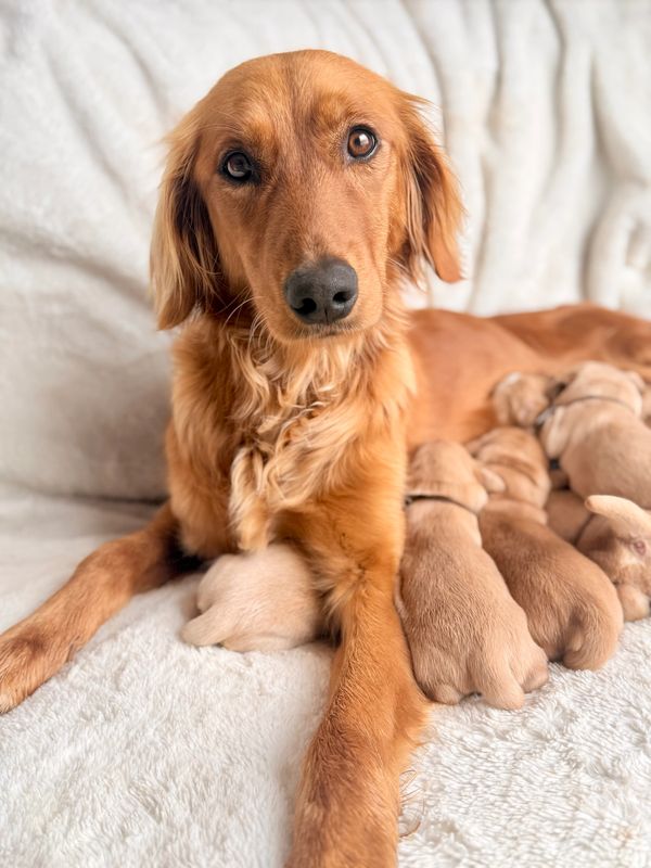 Unfurnished Goldendoodle Litter