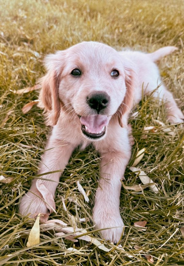 Our Light Gold Miniature Golden Retriever Mama, Tulip! 