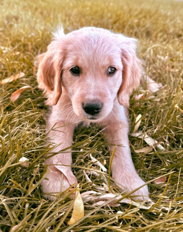 Our Light Gold Miniature Golden Retriever Mama, Tulip! 