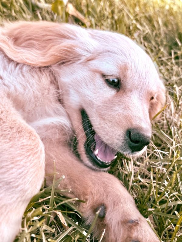 Our Light Gold Miniature Golden Retriever Mama, Tulip! 