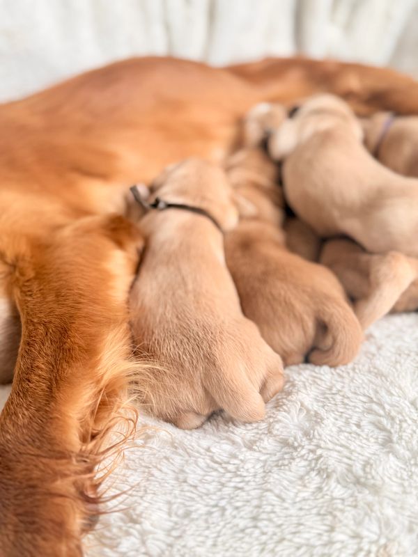 Miniature Golden Retriever Puppies