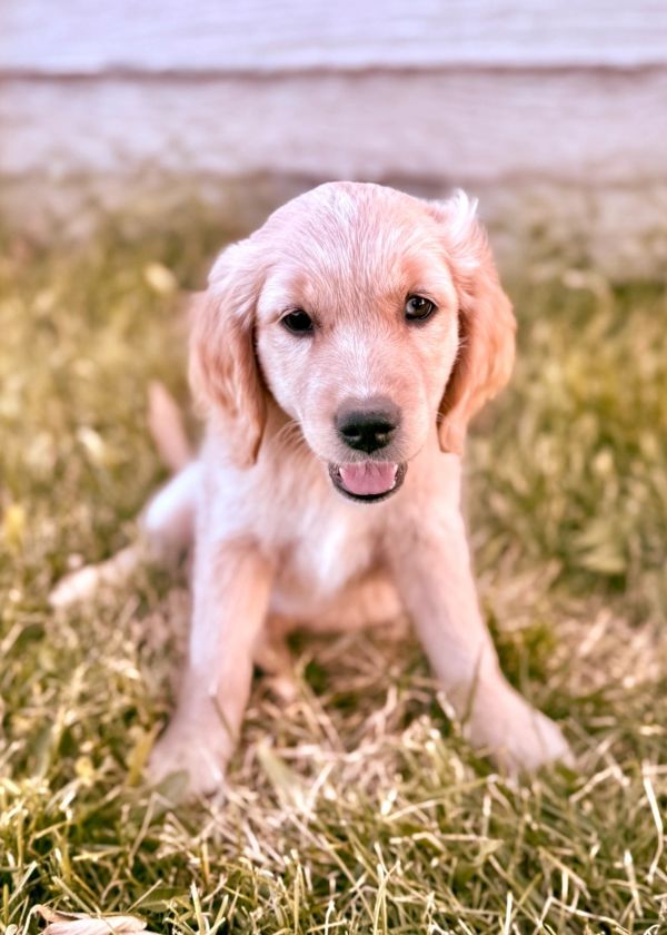 Our Light Gold Miniature Golden Retriever Mama, Tulip! 