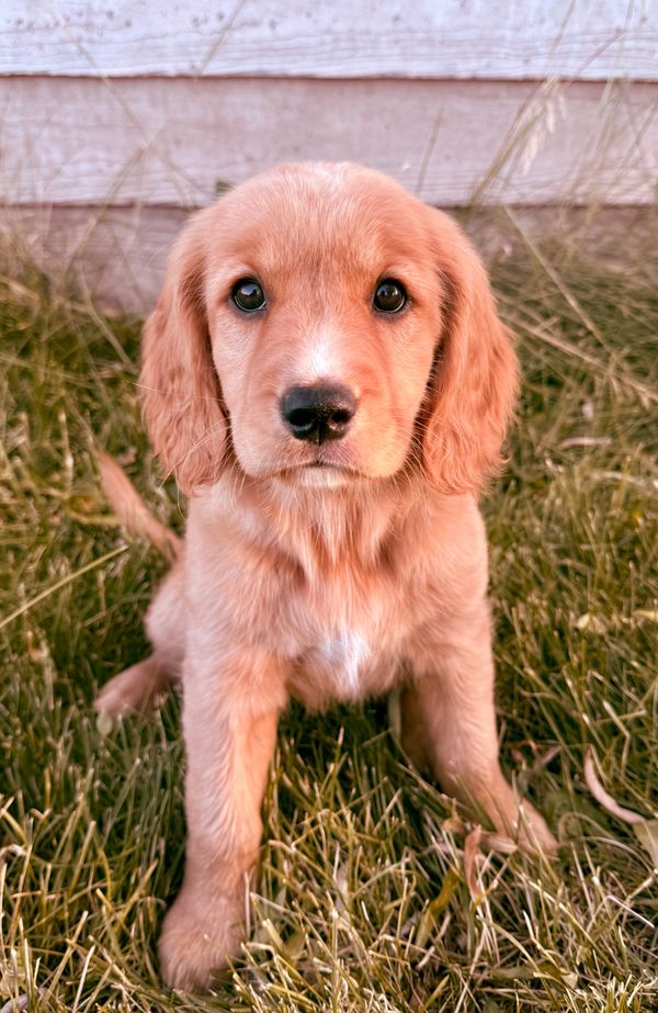 Our Red Golden Retriever Mama, Annie! 