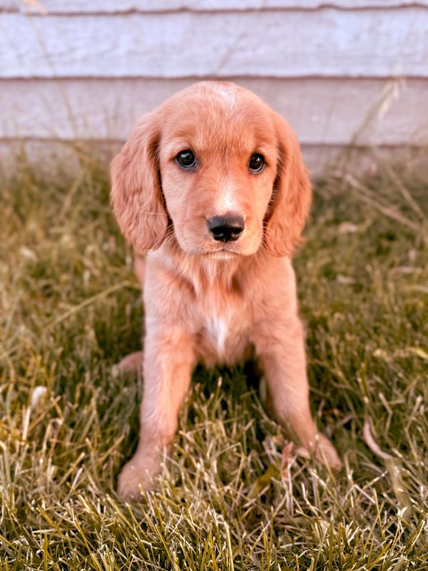 Our Red Golden Retriever Mama, Annie! 
