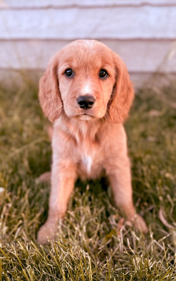 Our Red Golden Retriever Mama, Annie! 