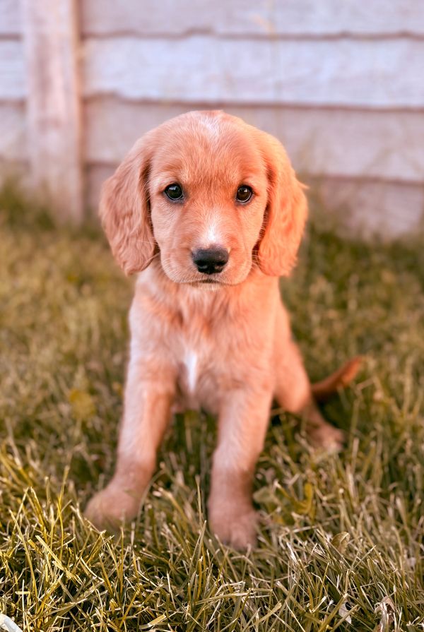 Our Red Golden Retriever Mama, Annie! 