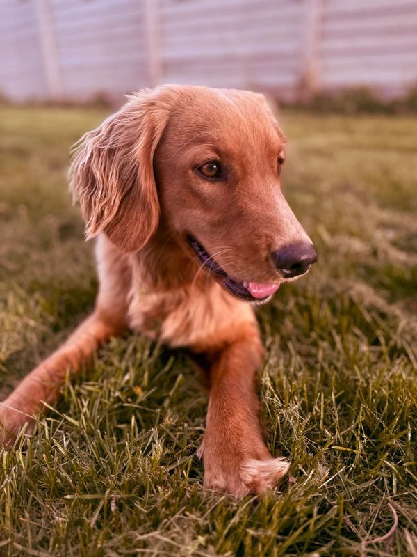 Miniature Golden Retriever