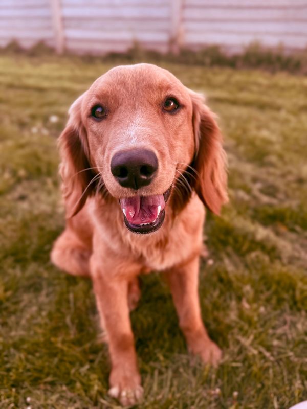 Miniature Golden Retriever