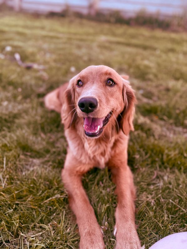 Miniature Golden Retriever
