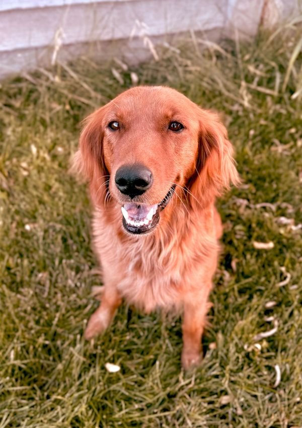 Our Red American Red Golden Retriever Mama, Willow!