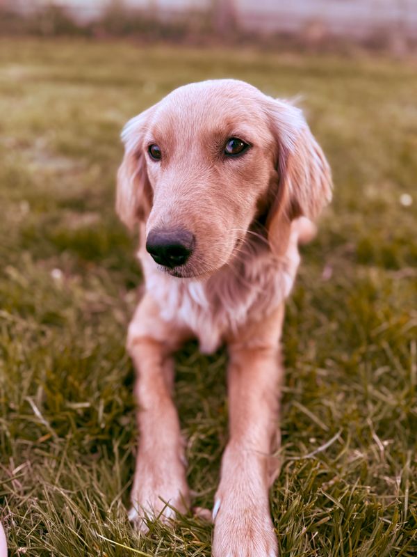 golden cocker retriever
