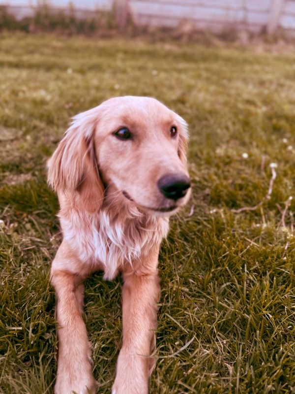 dakota sport retriever
