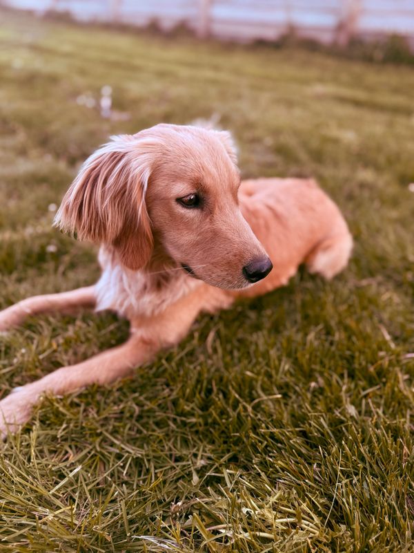 mini golden