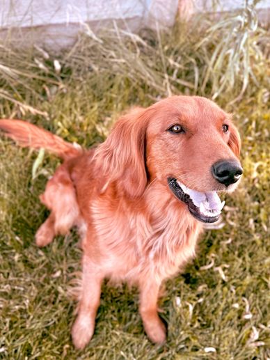 Miniature Golden Retriever Puppies