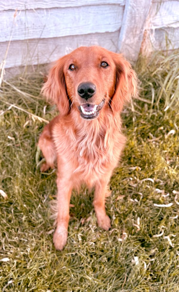 Our Red American Red Golden Retriever Mama, Willow!