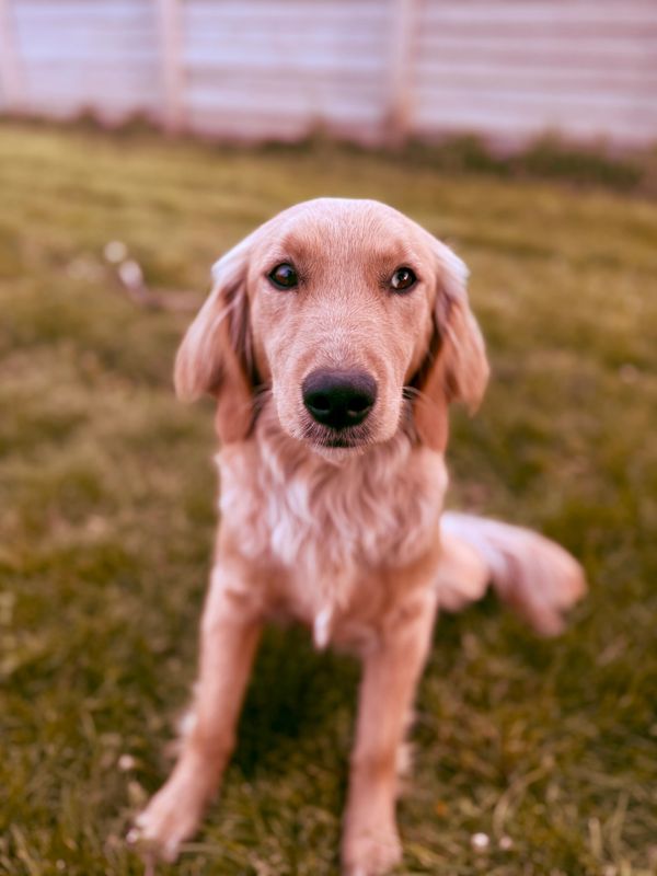 miniature golden retriever