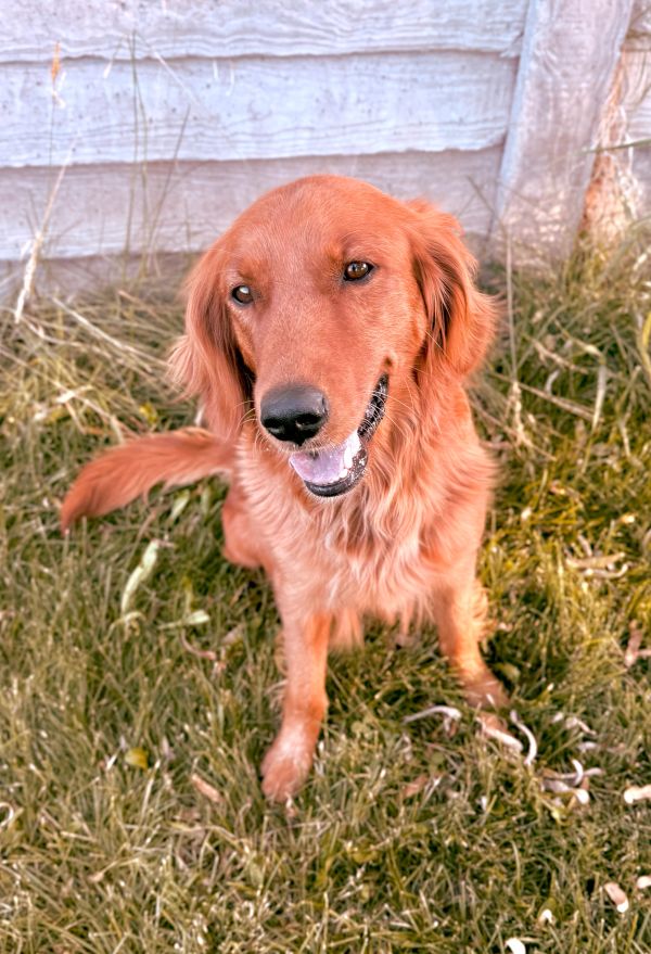 Our Red American Red Golden Retriever Mama, Willow!