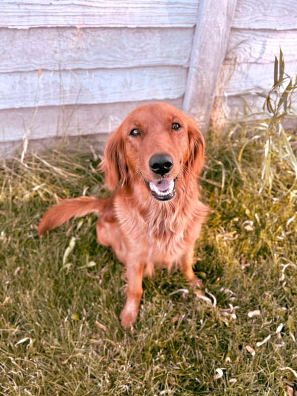 Our Red American Red Golden Retriever Mama, Willow!