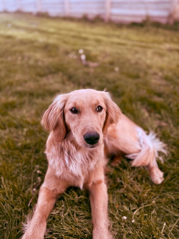 merle golden cocker retriever
