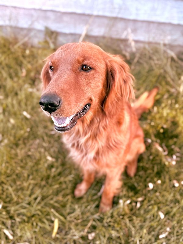 Our Red American Golden Retriever mama, Willow!