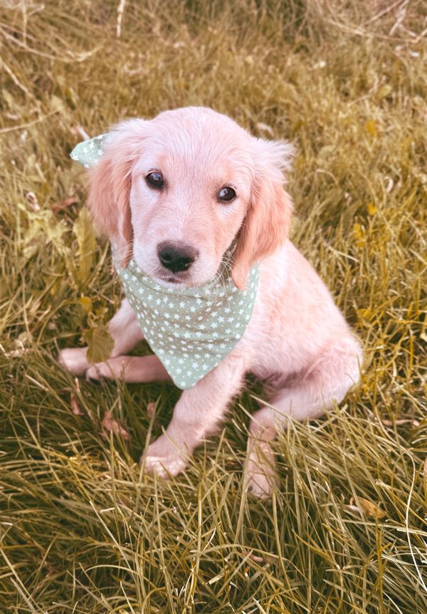 Our Light Gold Miniature Golden Retriever Mama, Tulip! 