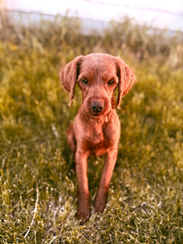 F1BB Goldendoodle Stud