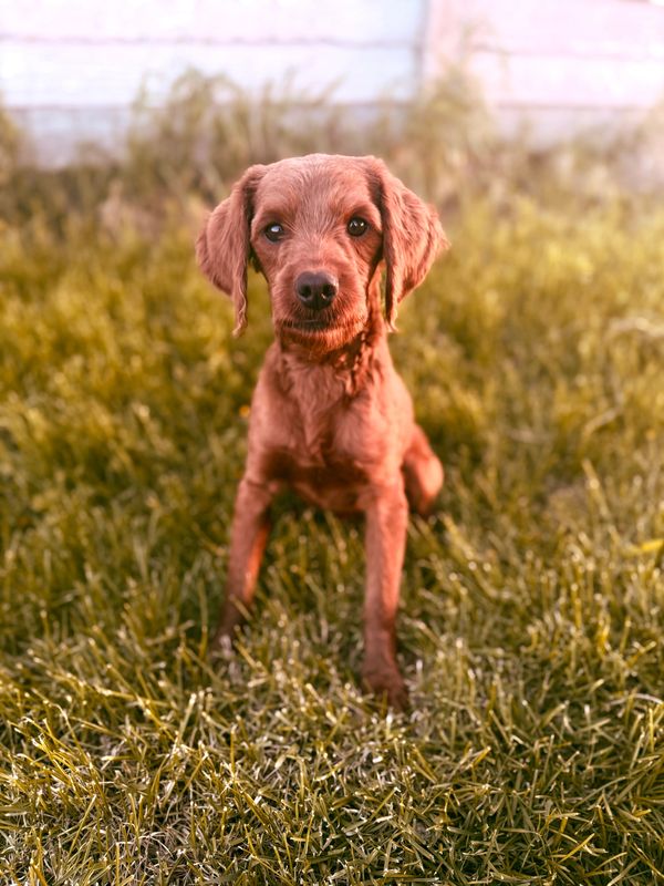 Embark Goldendoodle Stud
