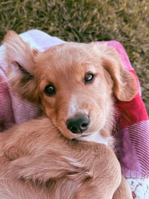 Our Red Golden Retriever Mama, Annie! 