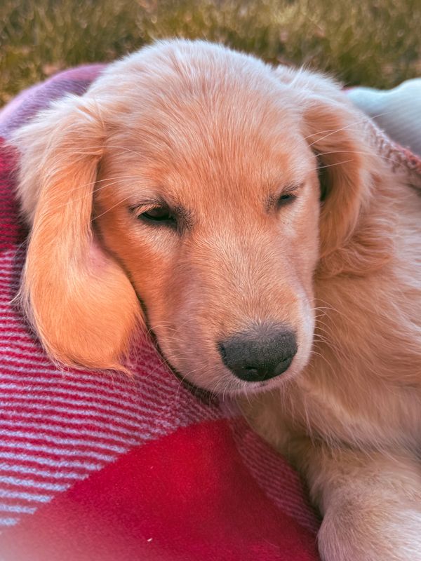 Our Light Gold Miniature Golden Retriever Mama, Tulip! 