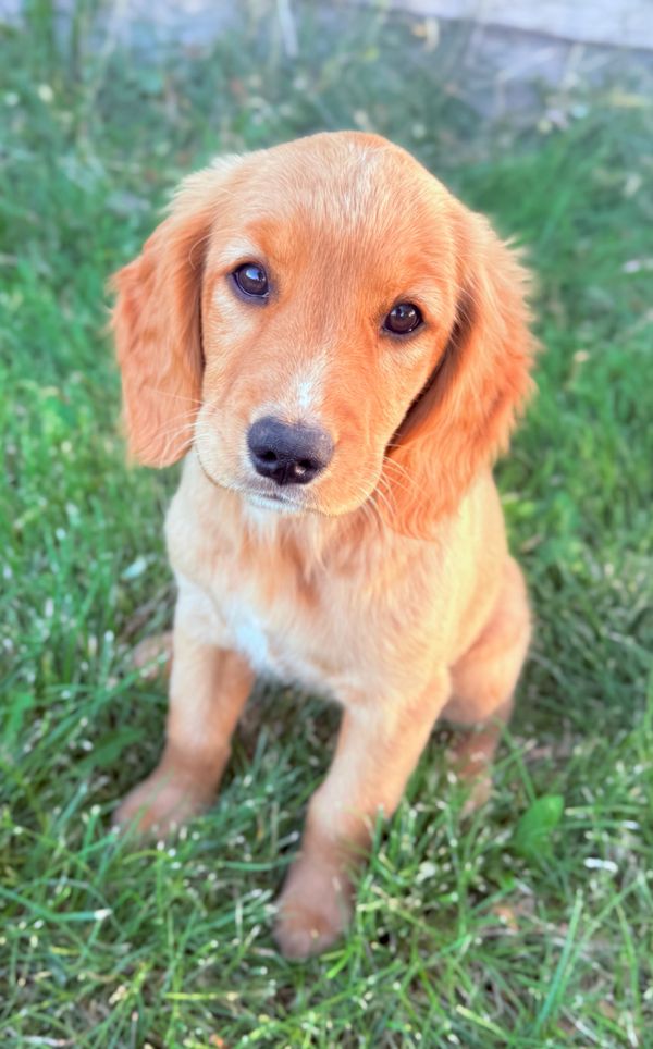 Our Red Golden Retriever Mama, Annie! 