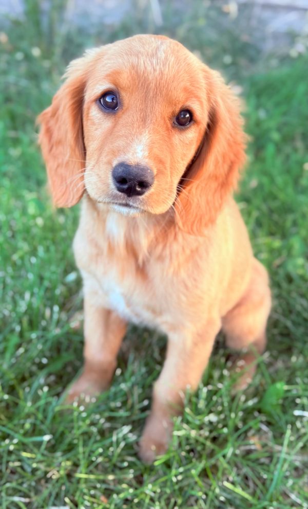 Our Red Golden Retriever Mama, Annie! 