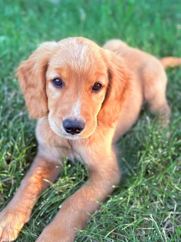 Our Red Golden Retriever Mama, Annie! 