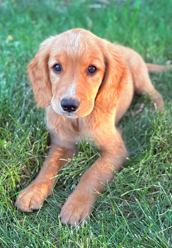 Our Red Golden Retriever Mama, Annie! 