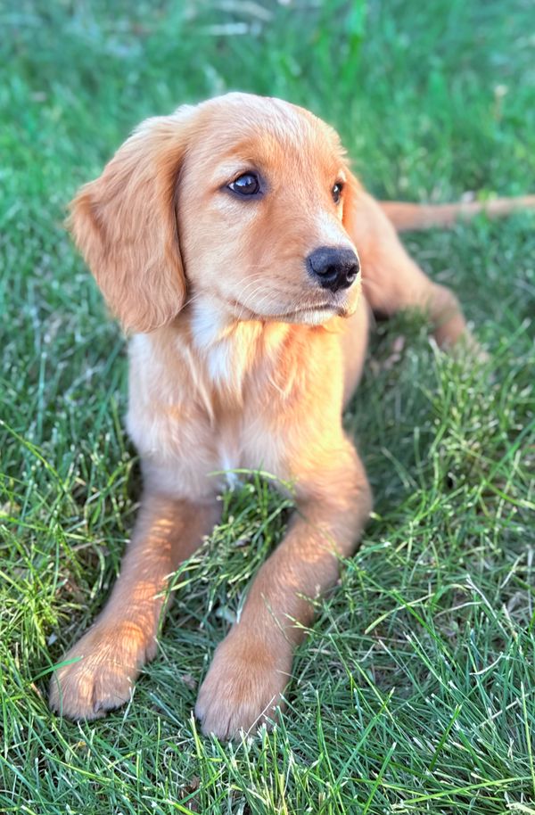 Our Red Golden Retriever Mama, Annie! 