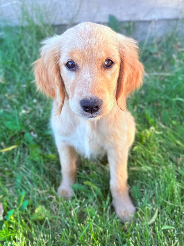 Our Light Gold Miniature Golden Retriever Mama, Tulip! 