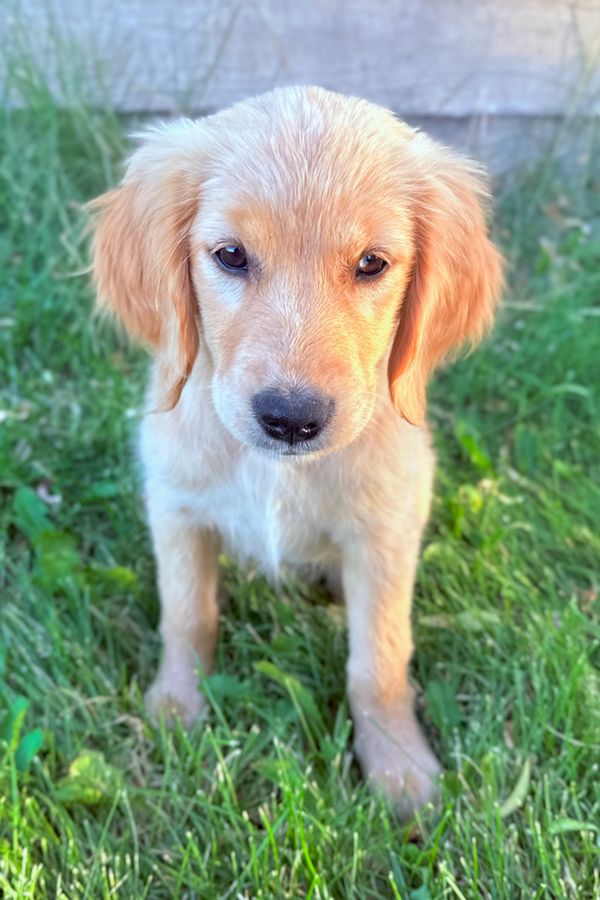 Our Light Gold Miniature Golden Retriever Mama, Tulip! 