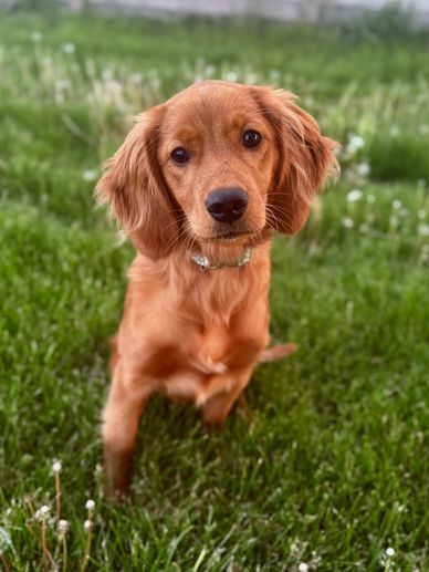 A golden retriever sitting on grass looking at the camera.