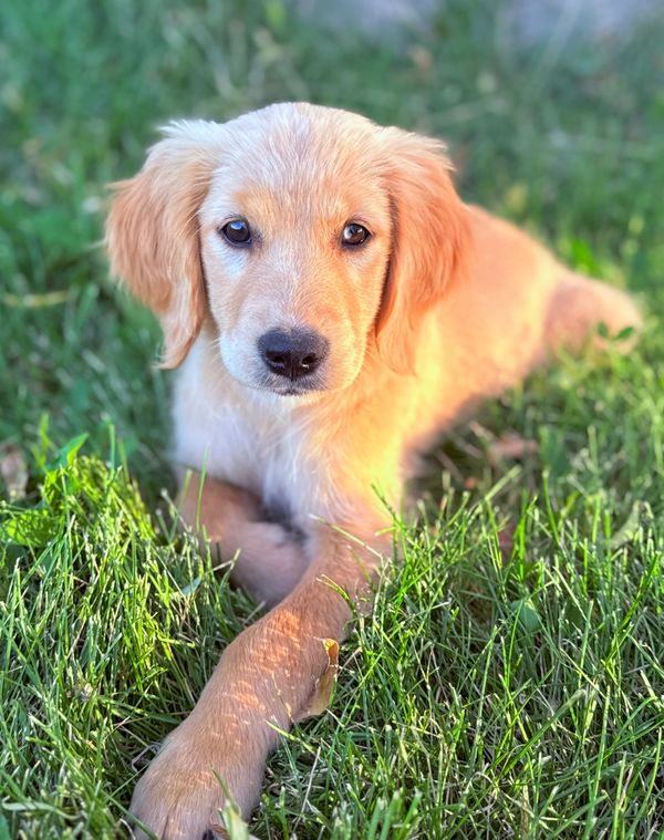 Our Light Gold Miniature Golden Retriever Mama, Tulip! 