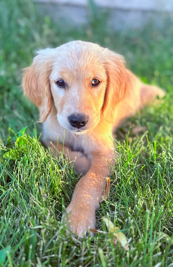 Our Light Gold Miniature Golden Retriever Mama, Tulip! 