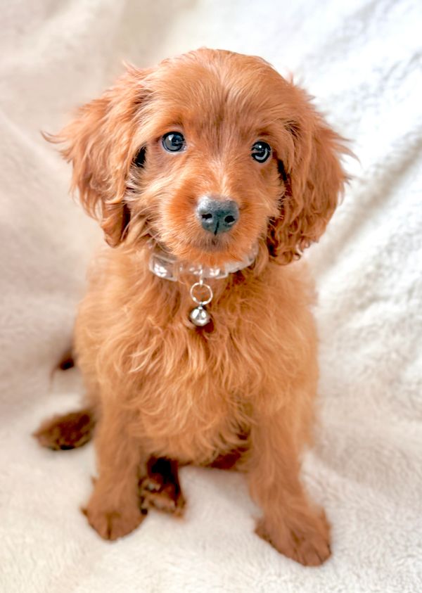 Embark tested goldendoodle stud