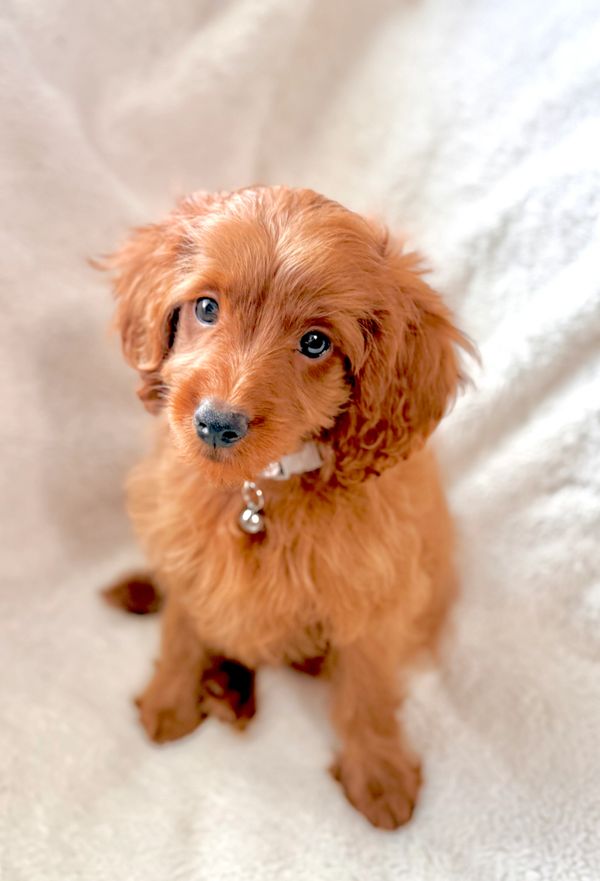 Genetic tested goldendoodle stud