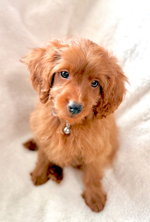 F1BB goldendoodle stud
