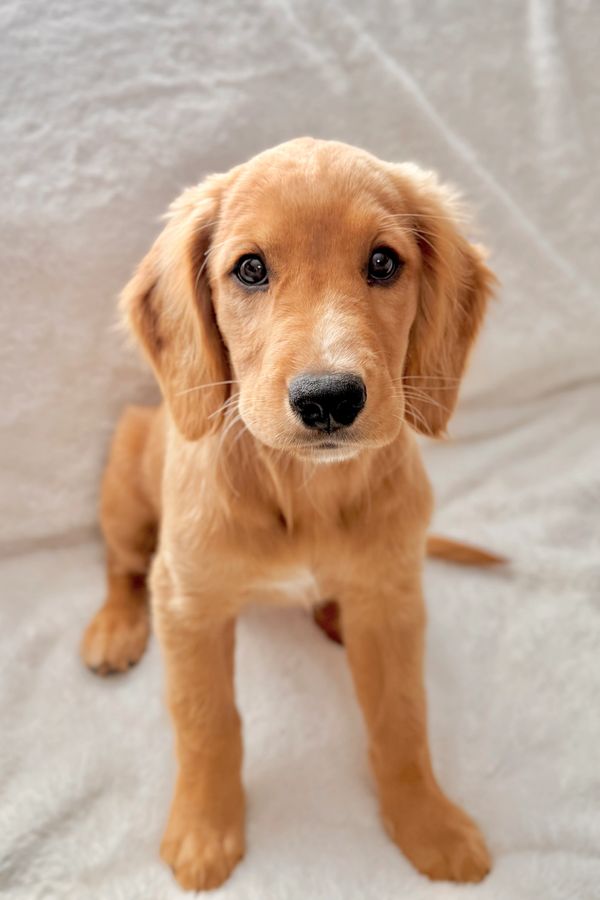 Miniature Golden Retriever