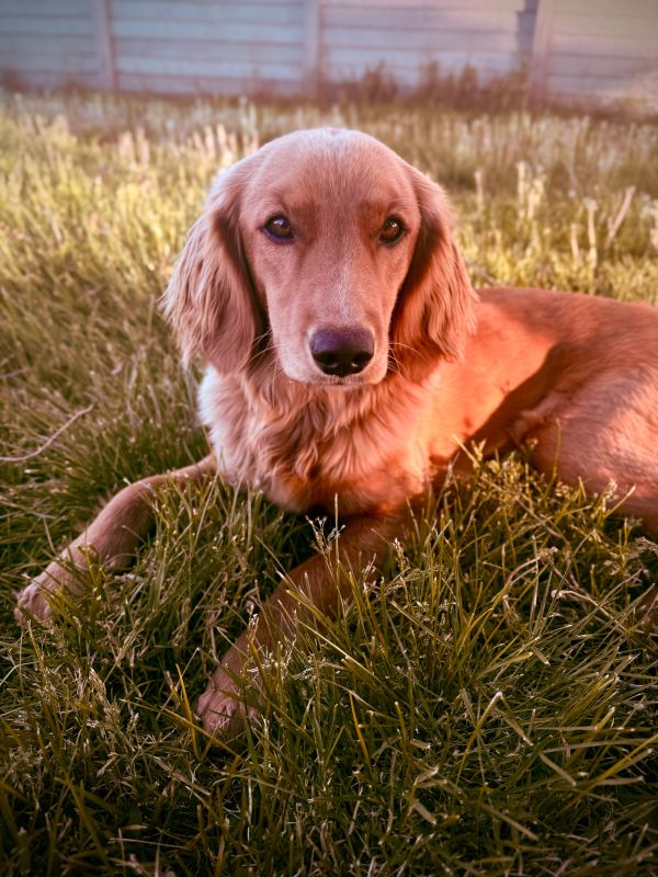 Miniature Golden Retriever