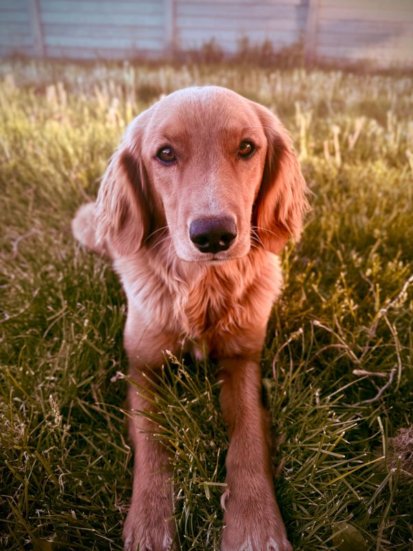 Miniature Golden Retriever