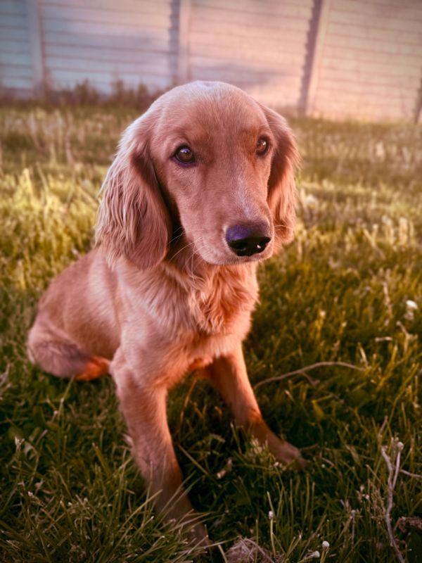 Miniature Golden Retriever