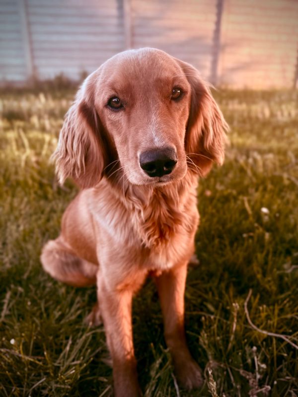 Miniature Golden Retriever
