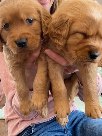 Little red puppies - just a few weeks old! 