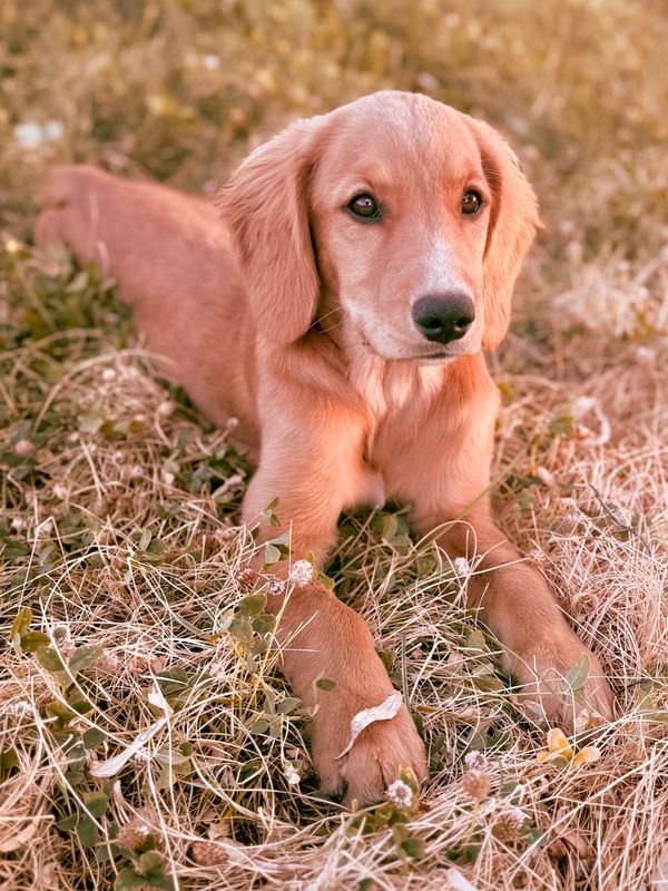 Miniature Golden Retriever